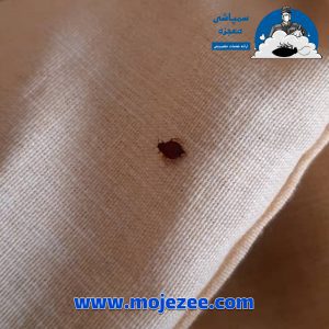 سمپاشی ساس