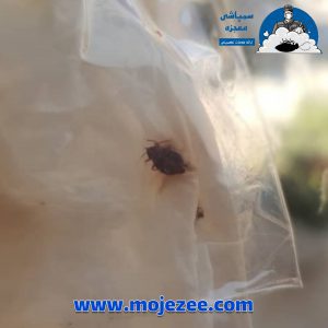 سمپاشی ساس
