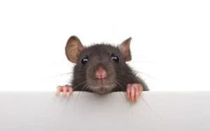 mouse or rat