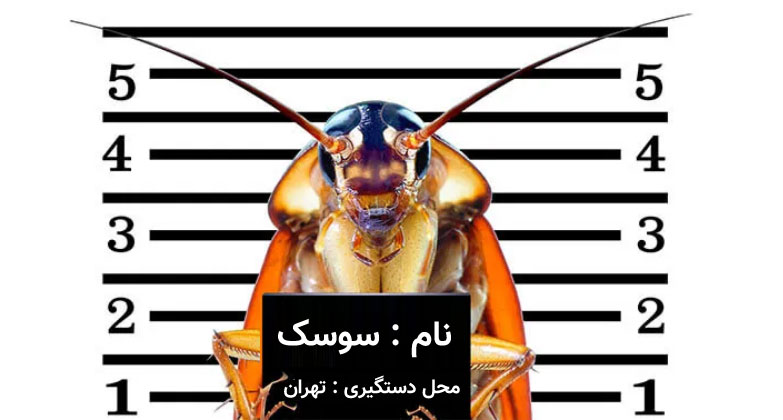سوسک در تهران