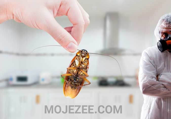 سمپاشی سوسک در آشپزخانه [mojezee.com]