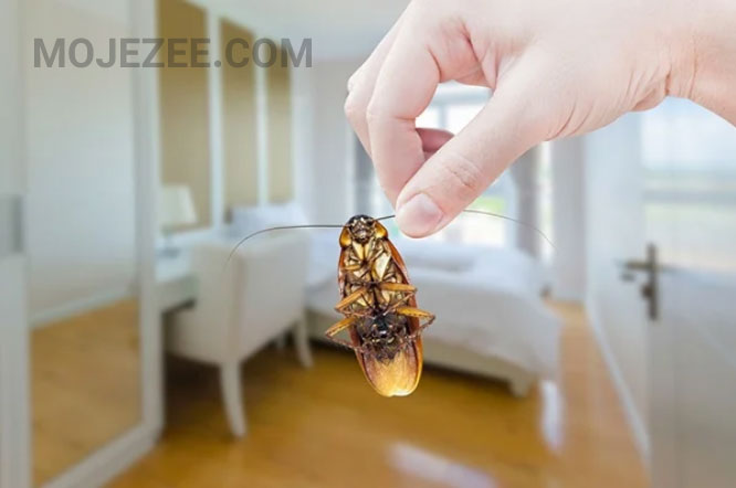 سمپاشی سوسک در اتاق خواب [mojezee.com]