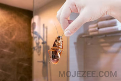 سمپاشی سوسک در حمام [mojezee.com]