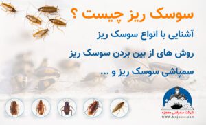 سمپاشی سوسک ریز
