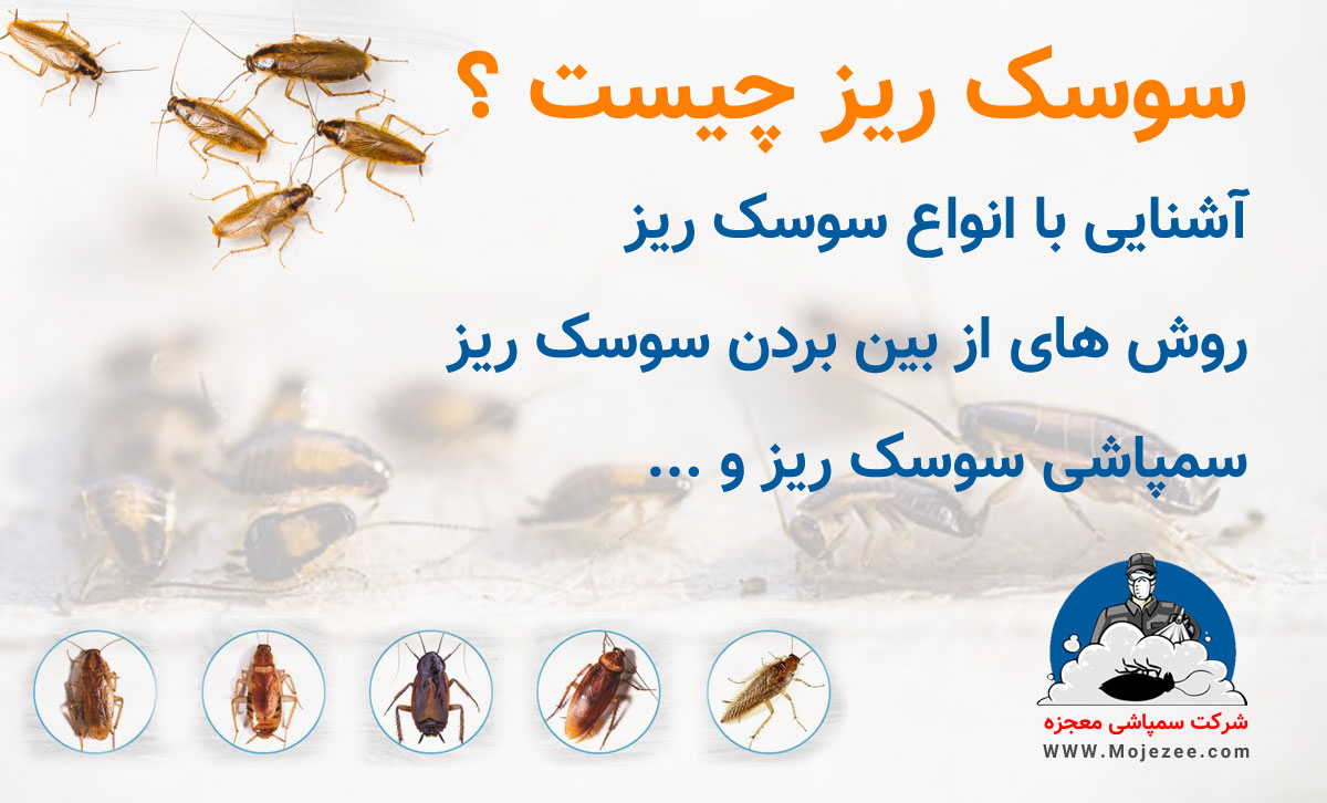 سمپاشی سوسک ریز