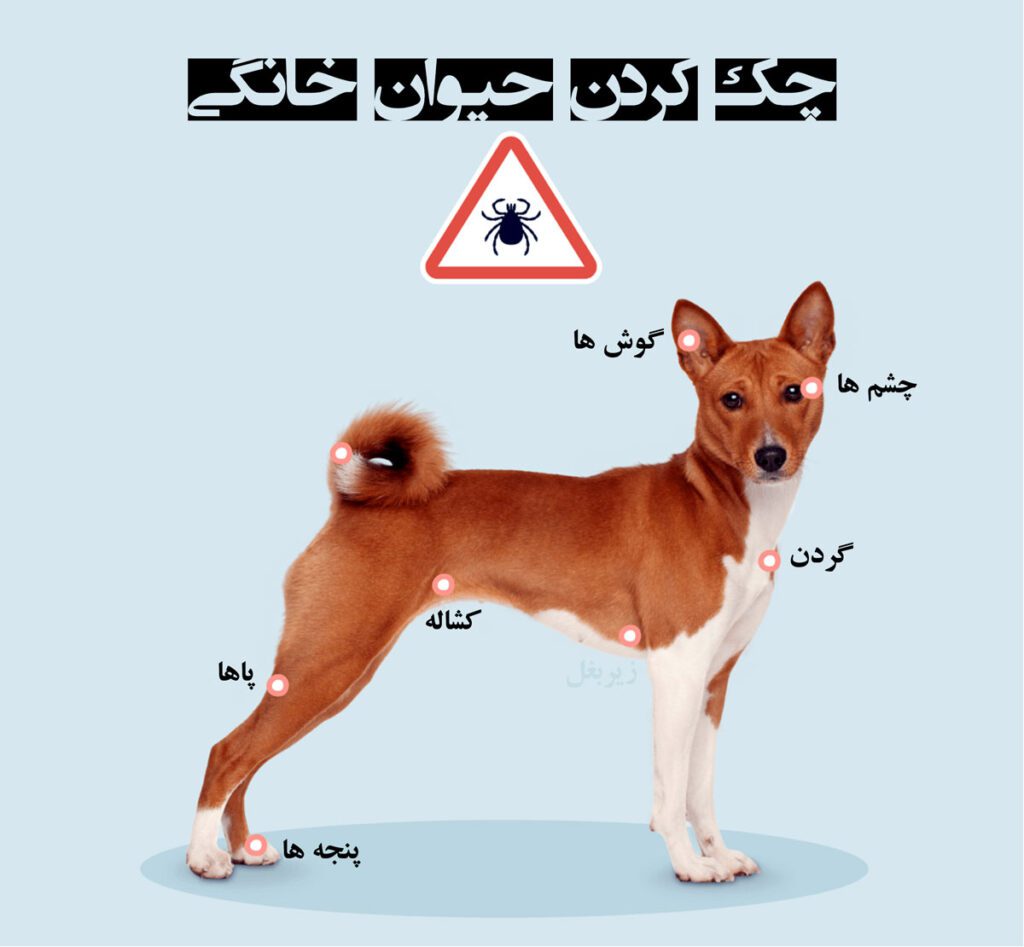 بررسی کنه در بدن حیوانات