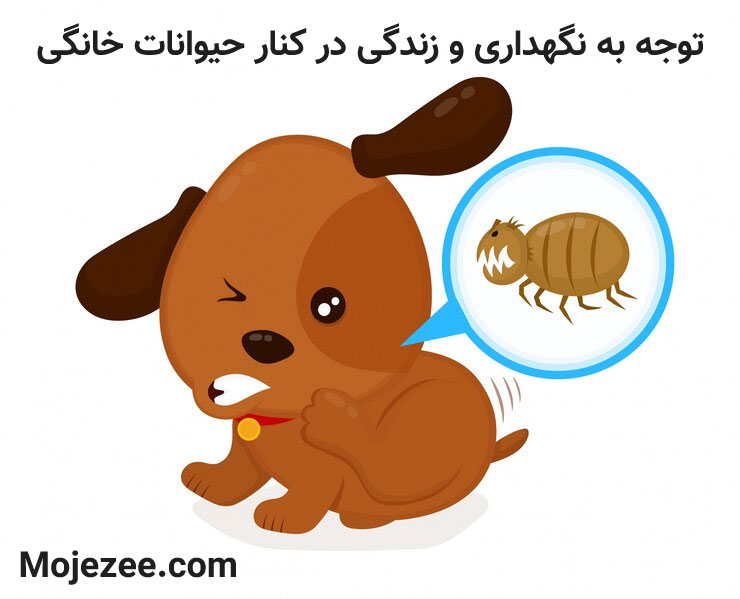 از بین بردن ساس در حیوانات خانگی