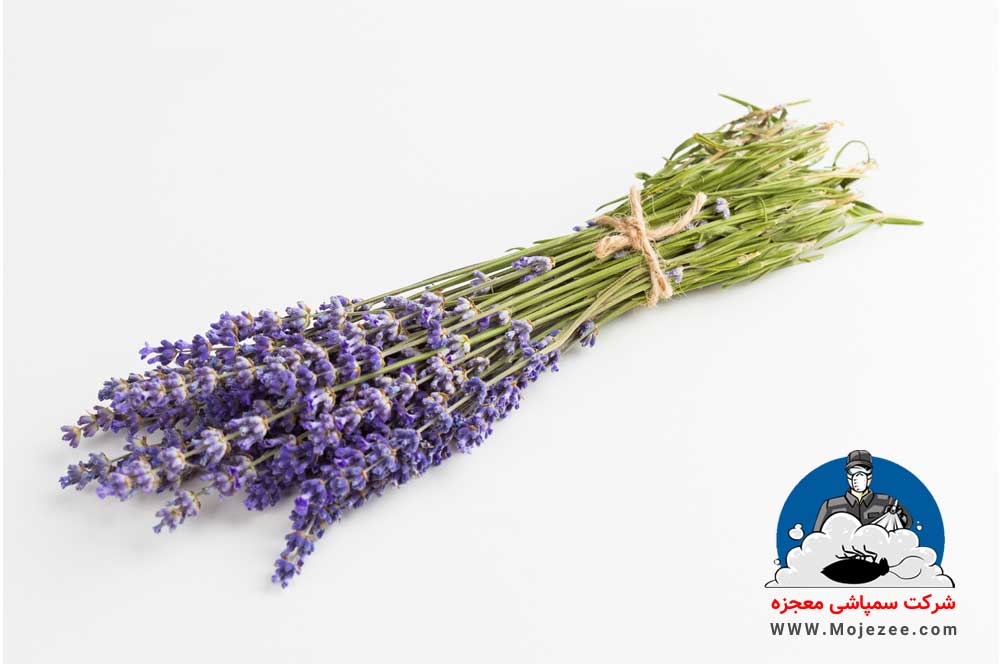 گیاه اسطوخودوس برای دفع ساس