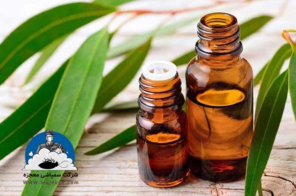 اکالیپتوس دفع کننده ساس