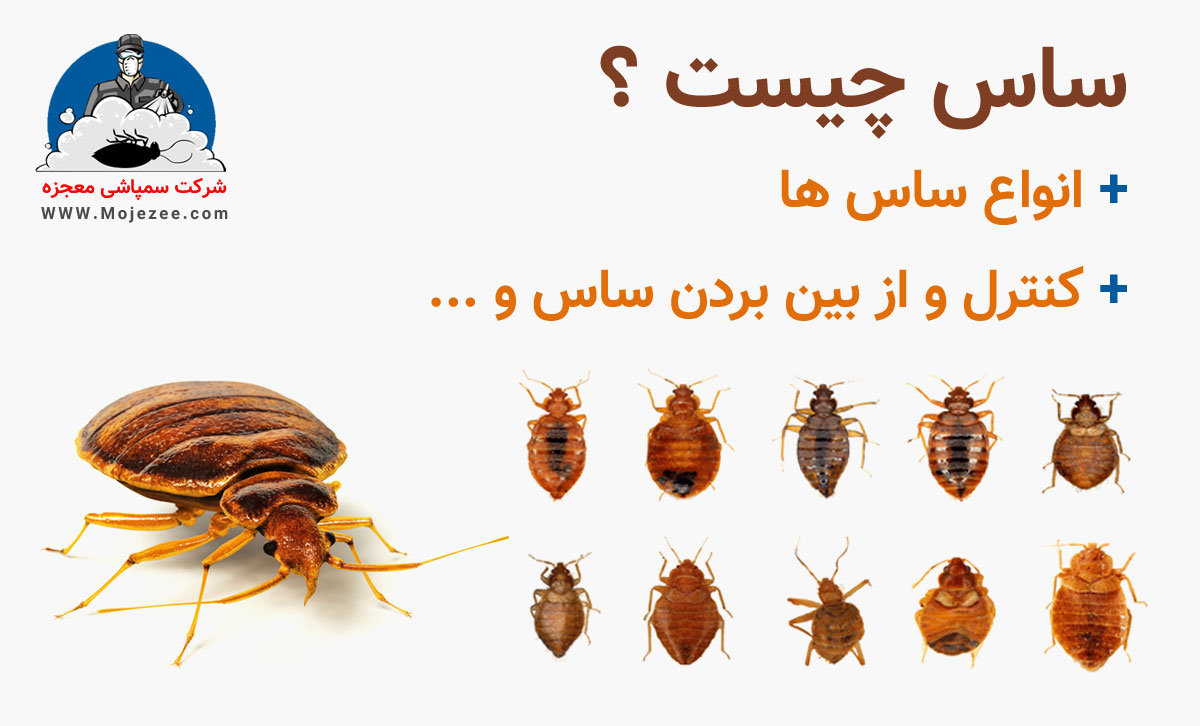 از بین بردن ساس