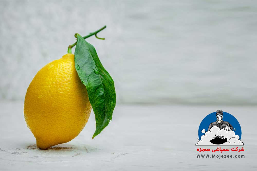 لیمو برای دفع ساس