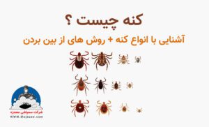 کنه چیست