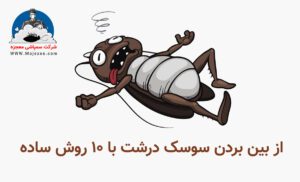 از بین بردن سوسک درشت