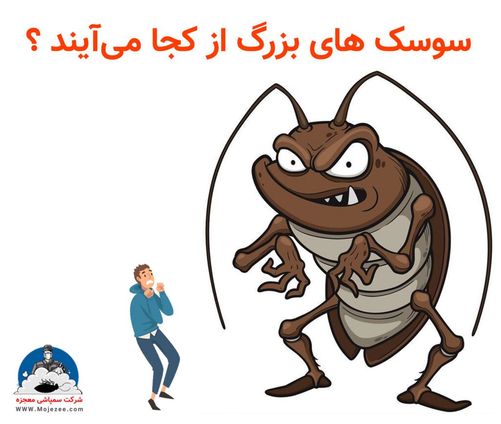 سوسک های بزرگ از کجا می‌آیند؟