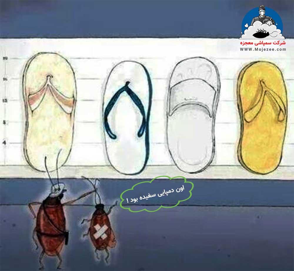 ساده ترین روش از بین بردن سوسک درشت !