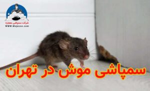 سمپاشی موش در تهران