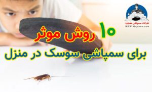 سمپاشی سوسک در منزل