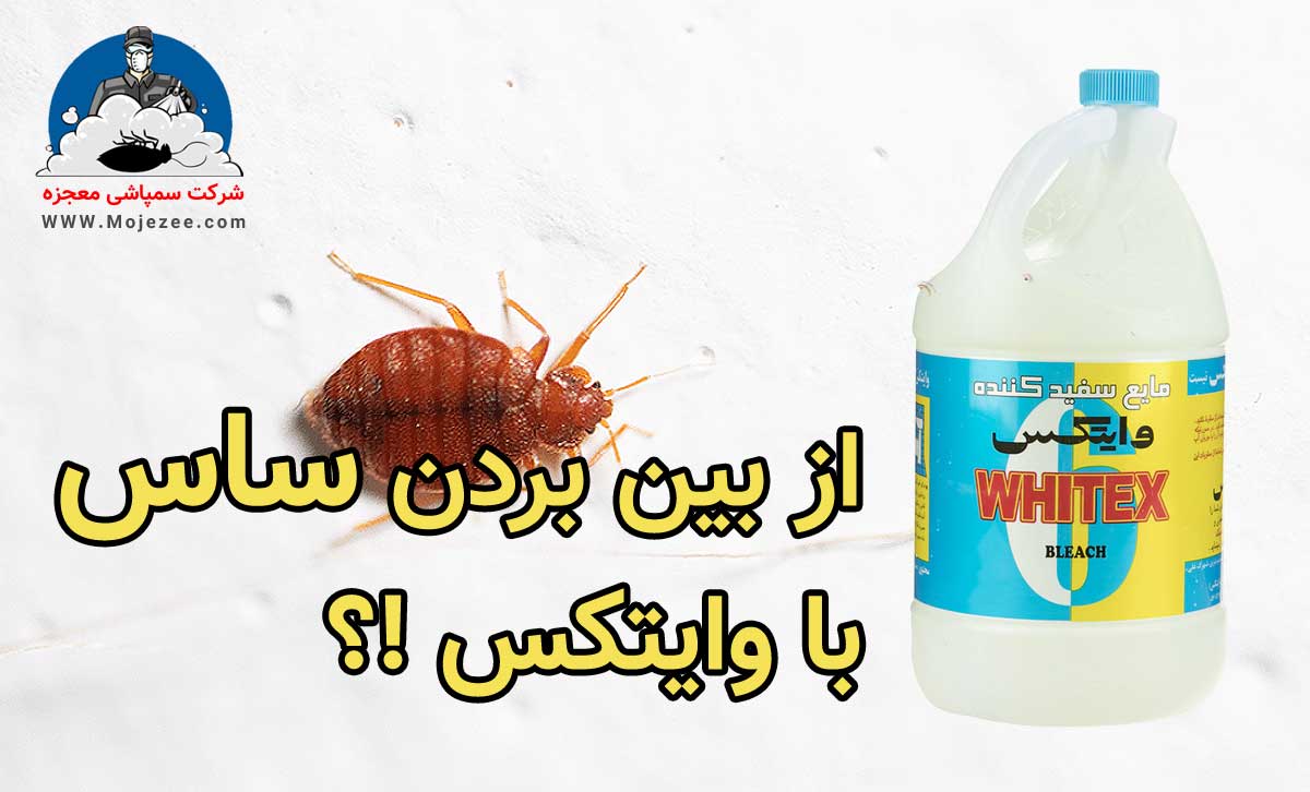 از بین بردن ساس با وایتکس