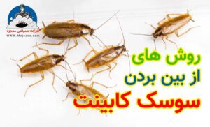 از بین بردن سوسک کابینت