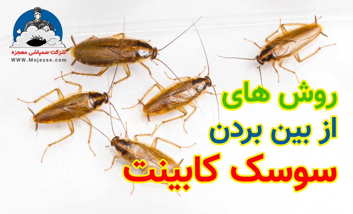 از بین بردن سوسک کابینت