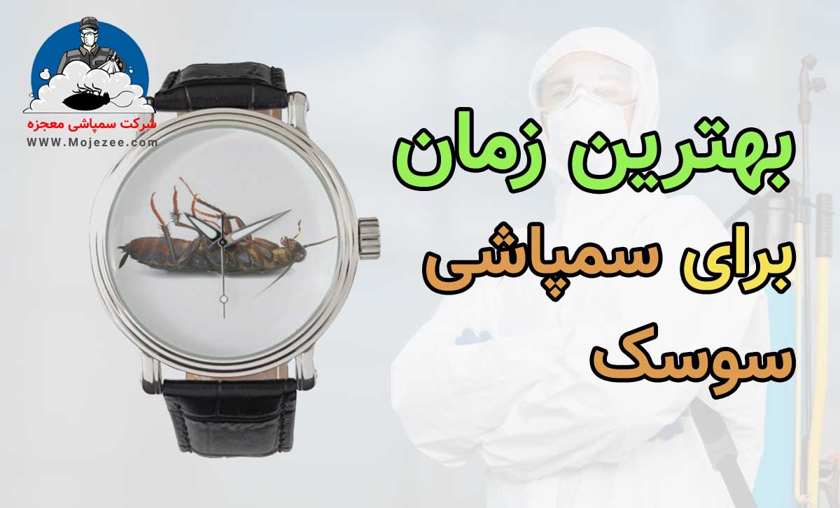بهترین زمان برای سمپاشی سوسک