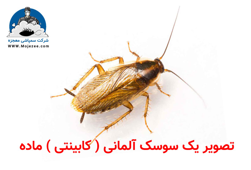 شکل سوسک کابینتی ماده