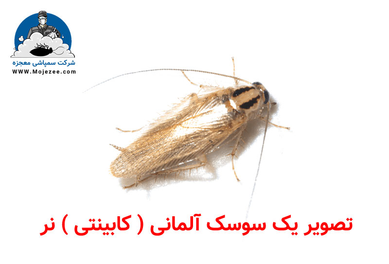شکل سوسک کابینتی نر