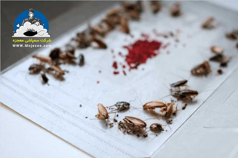 تله چسبی برای از بین بردن سوسک کابینتی
