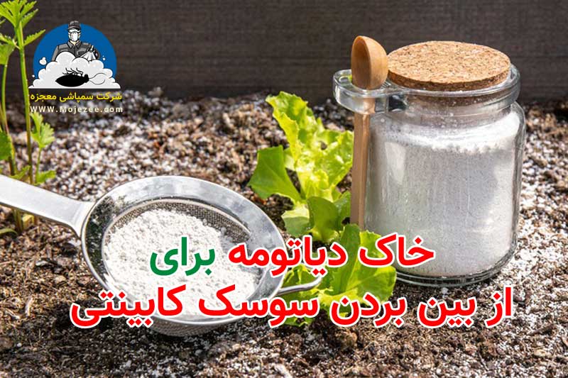 خاک دیاتومه برای از بین بردن سوسک کابینت