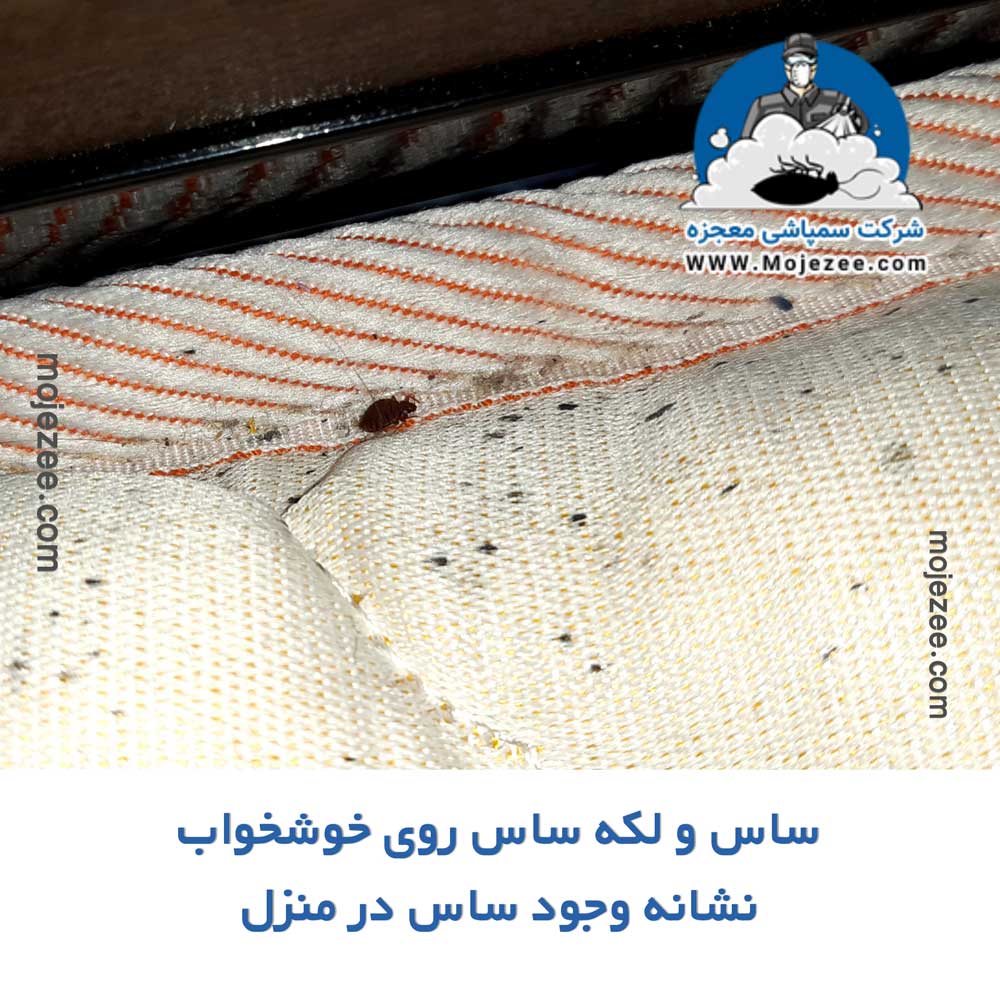 نشانه های وجود ساس