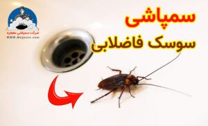 سمپاشی سوسک فاضلابی