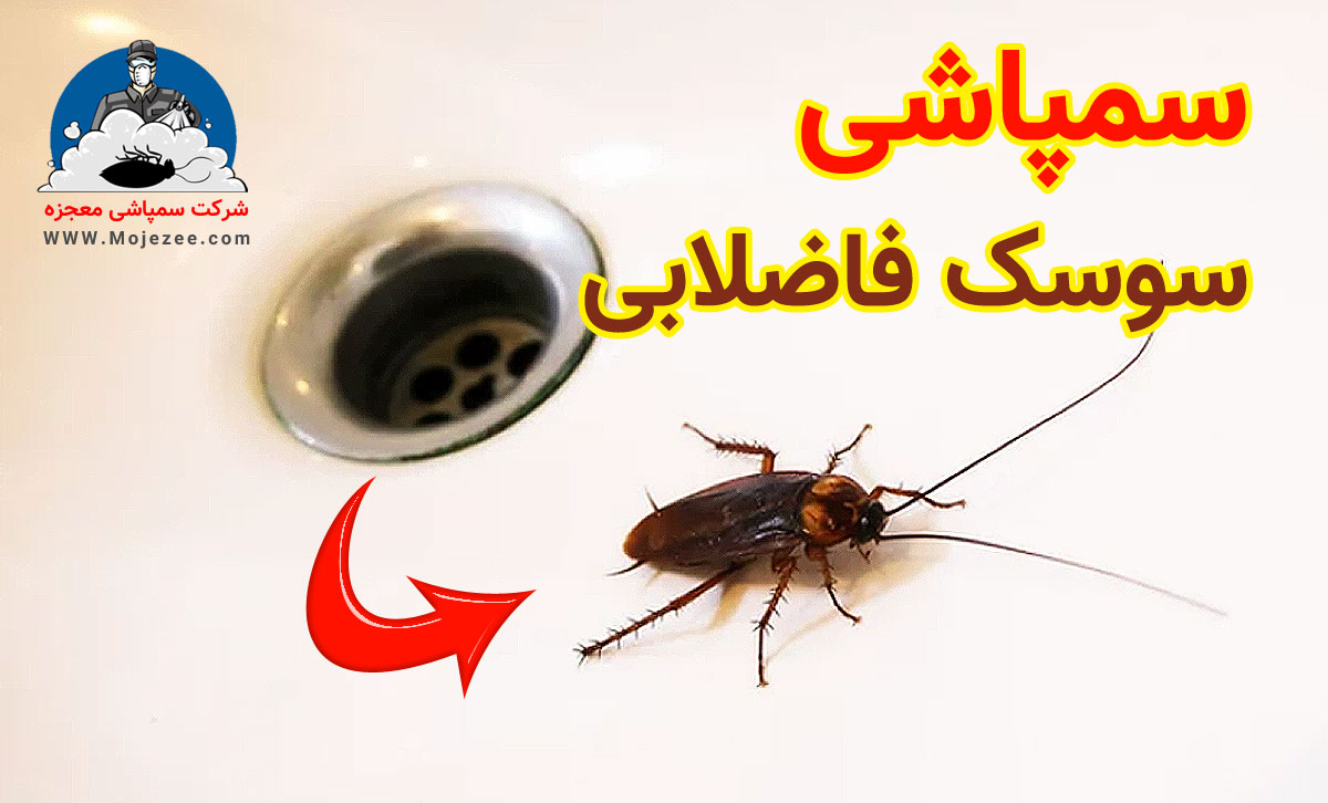 سمپاشی سوسک فاضلابی