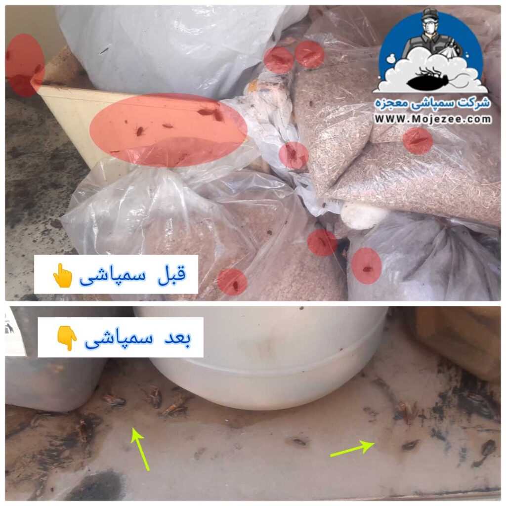 سمپاشی سوسک 22 قبل و بعد از سمپاشی سوسک