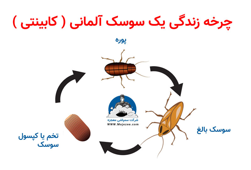 چرخه زندگی سوسک کابینتی