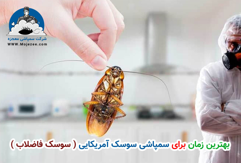 بهترین زمان برای سمپاشی سوسک آمریکایی 