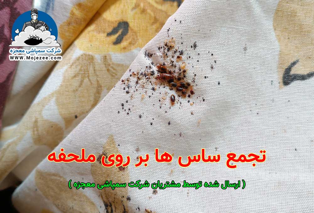 تصویری از تجمع ساس تختخوابی روی ملحفه و تخت خواب