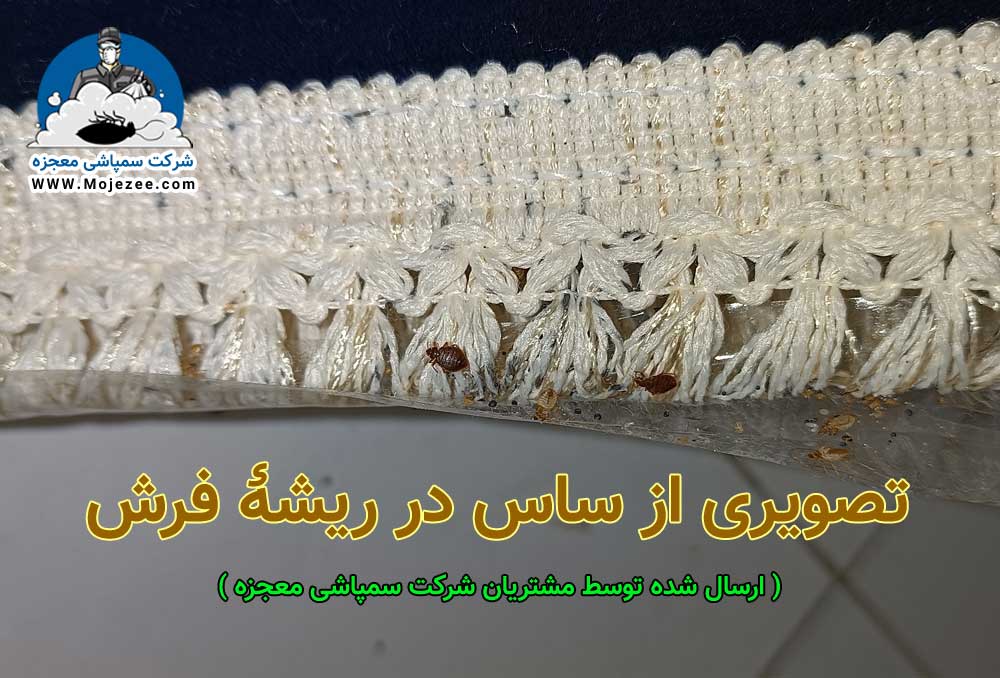 تصویری از ساس ها در ریشه فرش