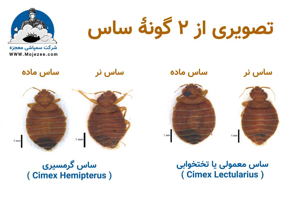شکل ساس معمولی و ساس گرمسیری
