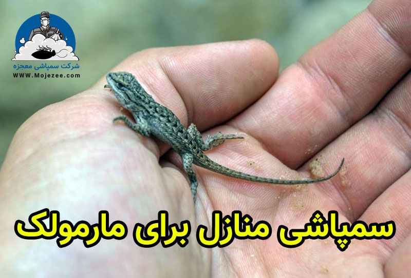 سمپاشی منازل برای مارمولک
