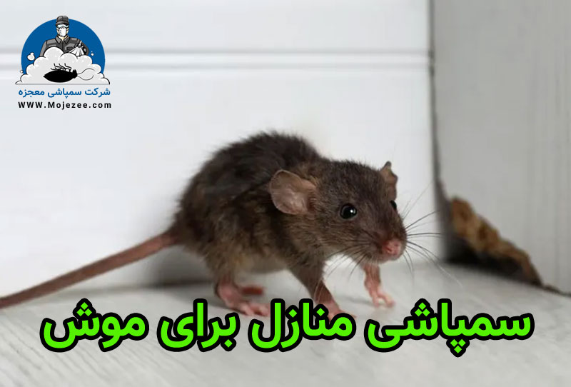 سمپاشی منازل برای موش