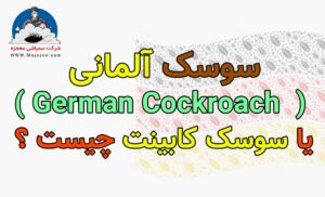 سوسک آلمانی چیست
