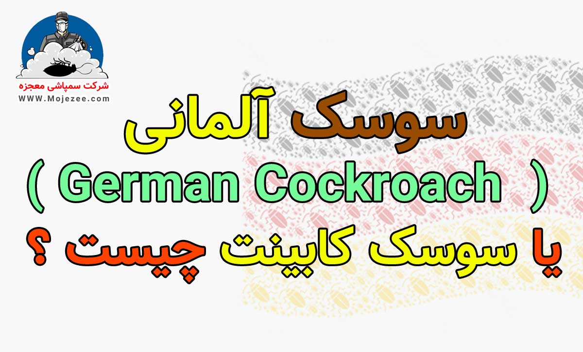 سوسک آلمانی چیست