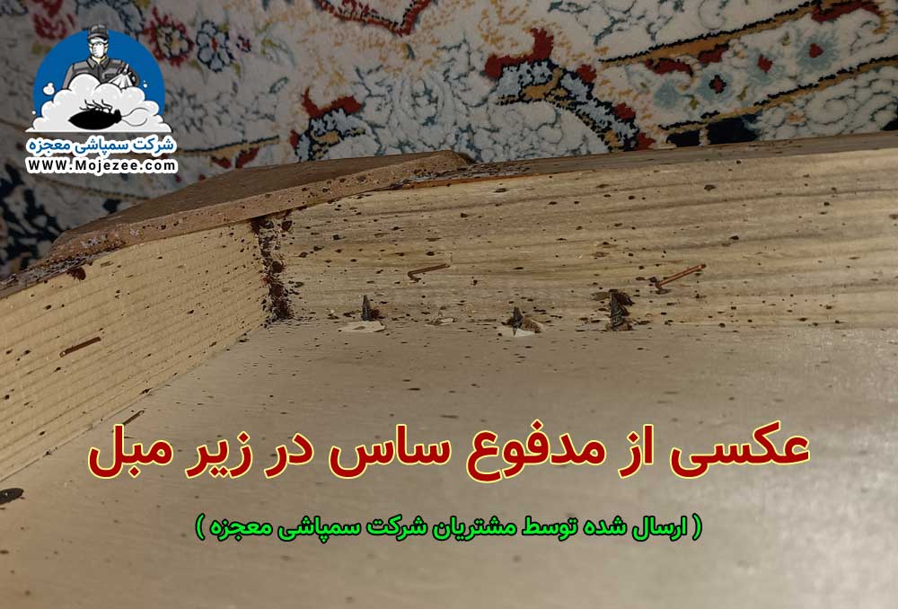 تصویری از علائم مدفوع ساس در زیر مبل