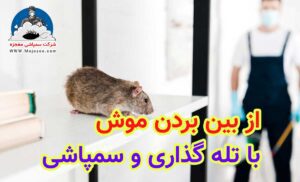 از بین بردن موش