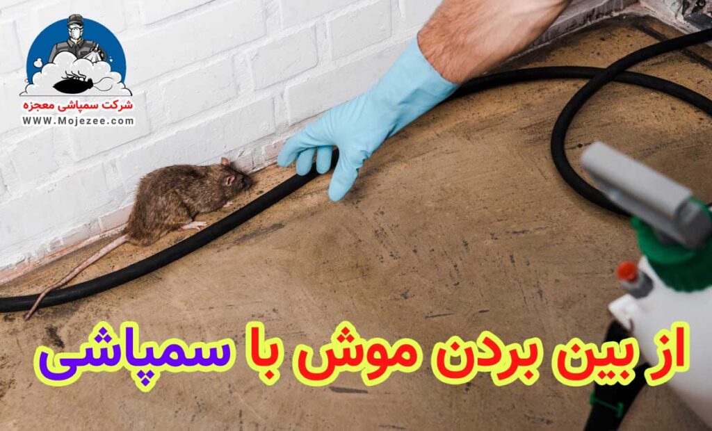 از بین بردن موش با سمپاشی 
