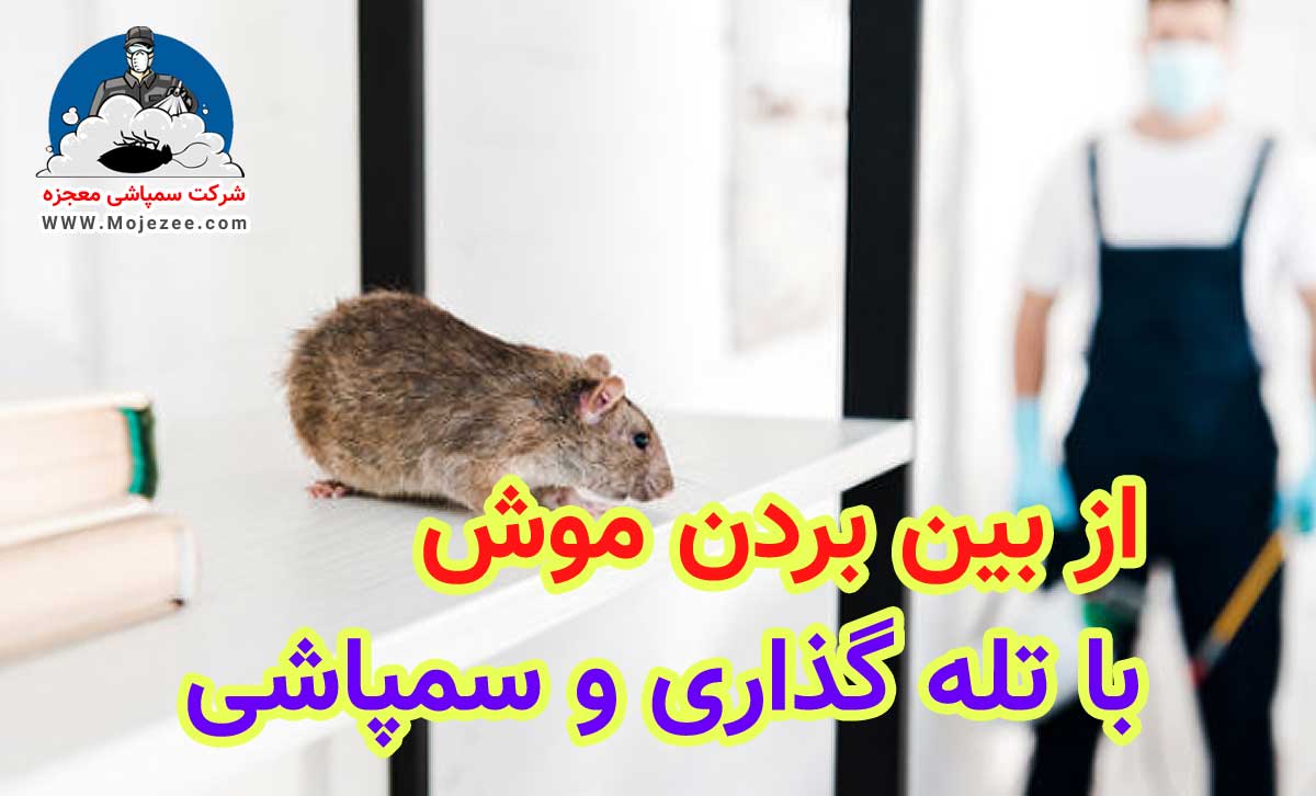 از بین بردن موش