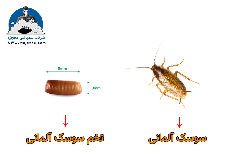 عکس تخم سوسک کابینت