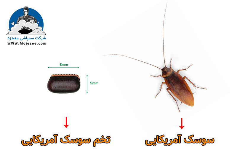 عکس تخم سوسک آمریکایی