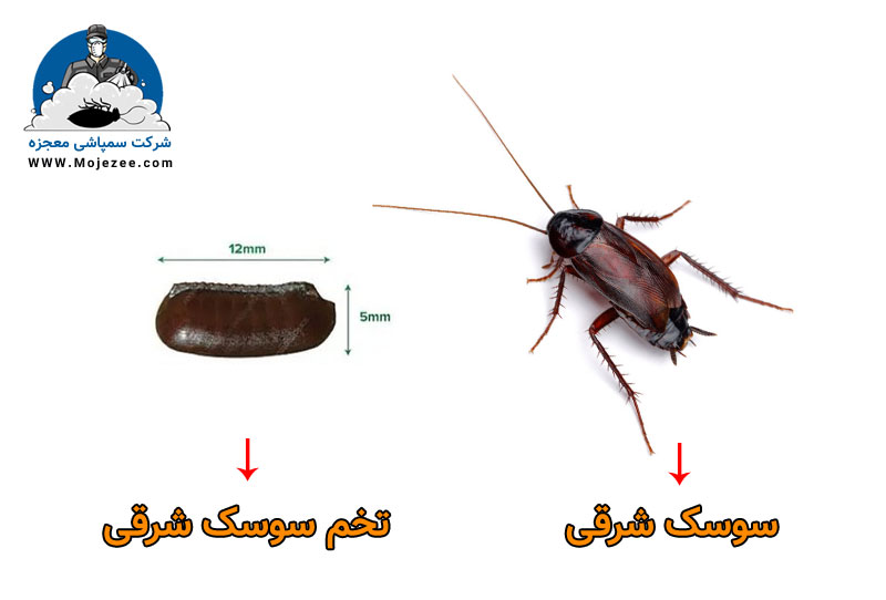 عکس تخم سوسک شرقی