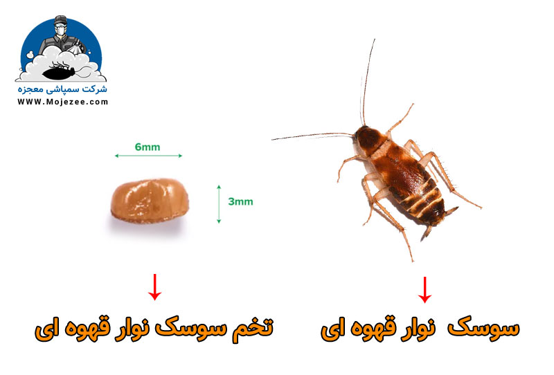 عکس تخم سوسک نوار قهوه ای